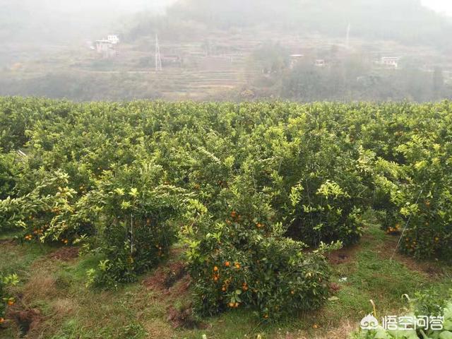 打什么药能让柑橘着色strong靓素/strong？