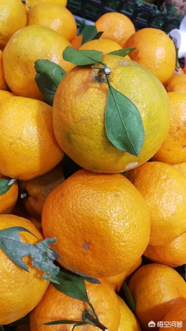 打什么药能让柑橘着色strong靓素/strong？