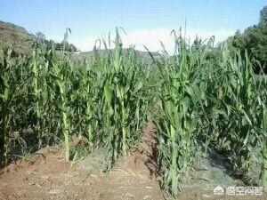 农人怎么给种的庄稼入保险strong安华农业保险股份有限公司/strong？