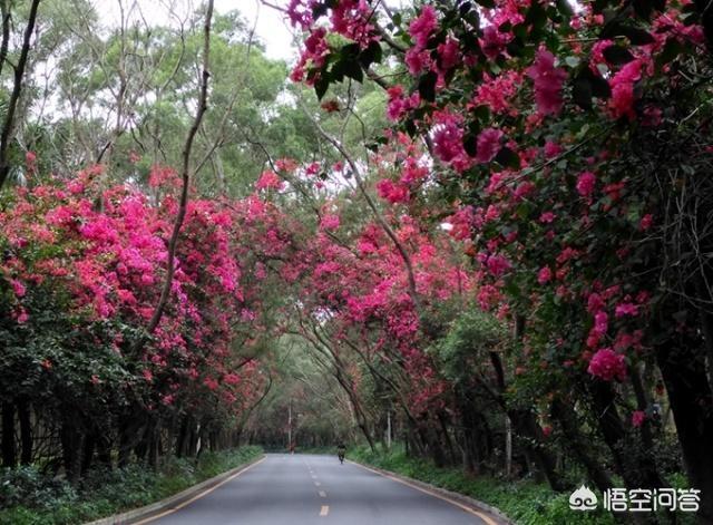 深圳strong深圳信步/strong，清明3天假合适去哪里玩，不想要人太多太累的？