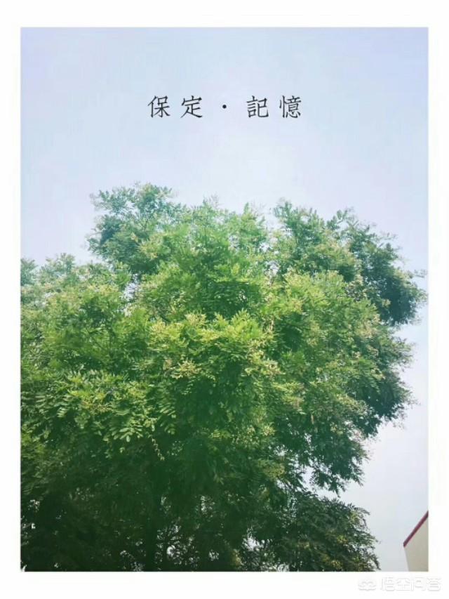 为什么保定的万博和茂业那么近，但是万博却比茂业火那么多？