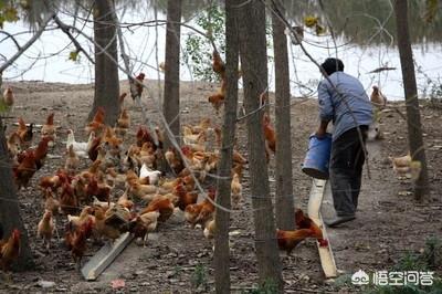 哪里能够买到正宗的土鸡:就是那种农人养的鸡strong600034/strong，吃稻谷、吃玉米、吃菜的鸡？