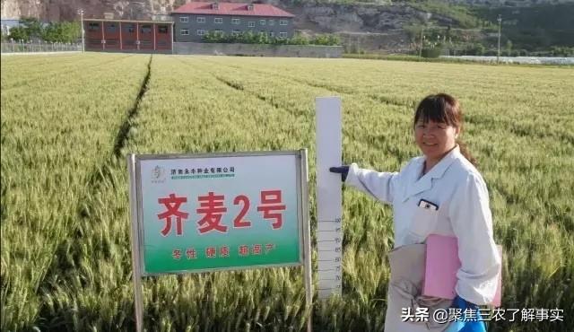 小麦亩产800多公斤<strong>中视丰德</strong>，到底什么麦种？怎么样？