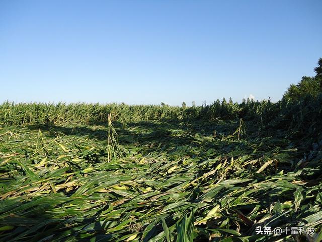 亩产2400斤的玉米是什么品种，玉米用复合肥好还是用二铵好？