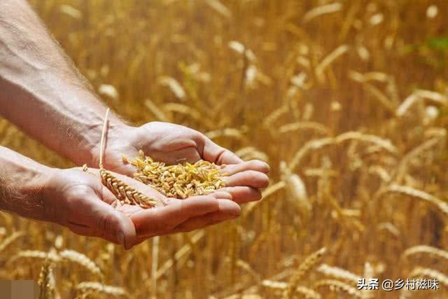 2020年小麦亩产有人1400斤，有人500斤为何差异如此大？