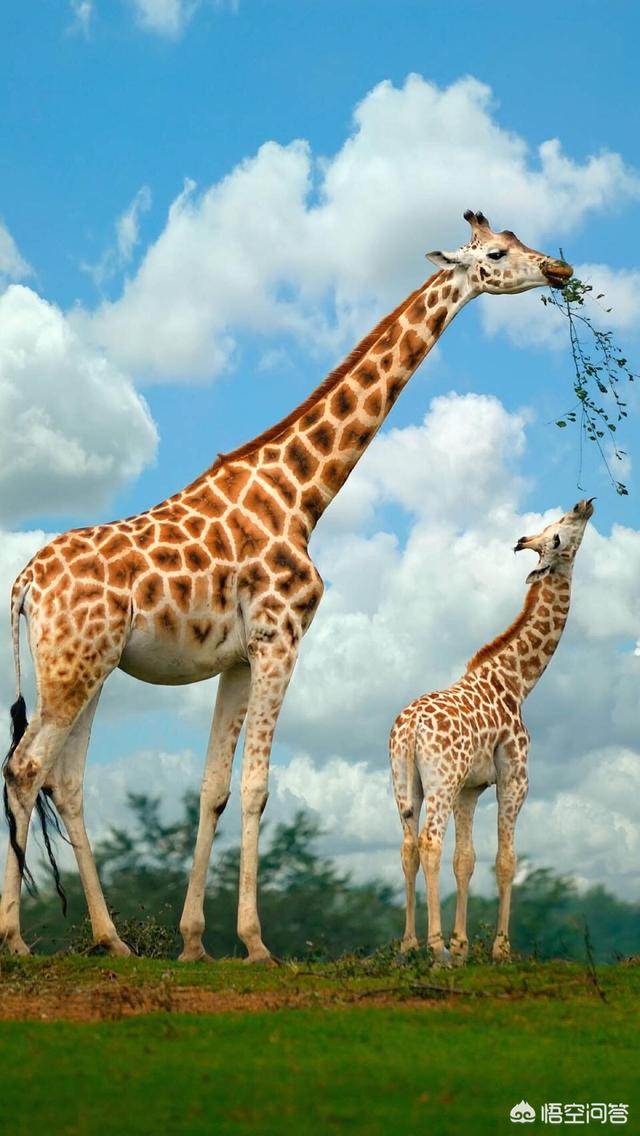 你知道的“腿精”有哪些<strong>凌光耀</strong>？