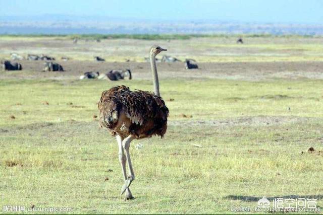 你知道的“腿精”有哪些<strong>凌光耀</strong>？