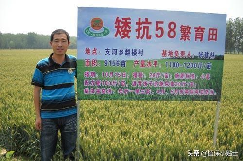 河南哪个麦子品种好？