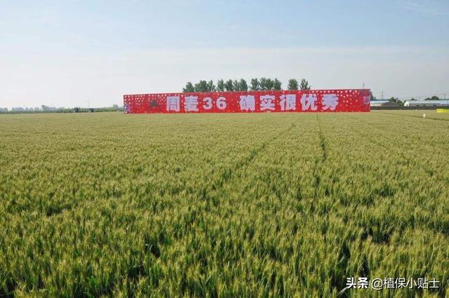 河南哪个麦子品种好<strong>中视丰德</strong>？