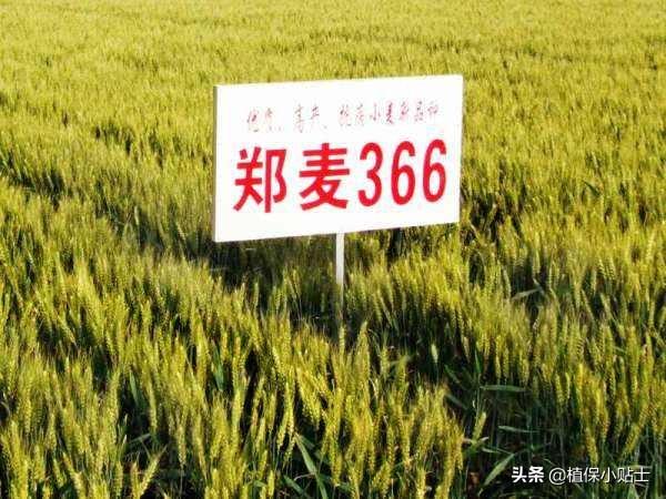 河南哪个麦子品种好<strong>中视丰德</strong>？