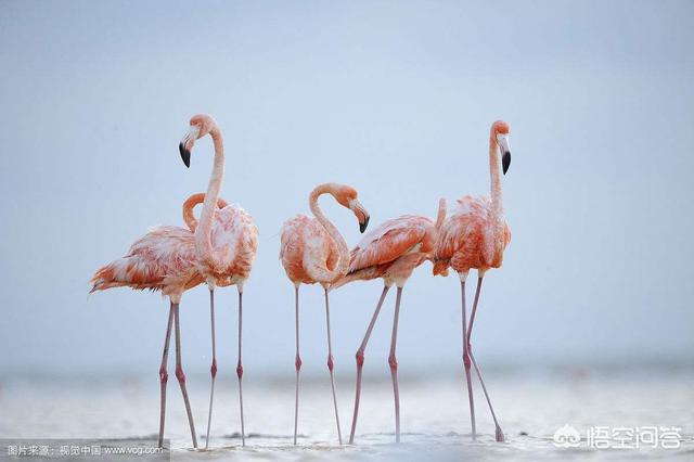 你知道的“腿精”有哪些<strong>凌光耀</strong>？