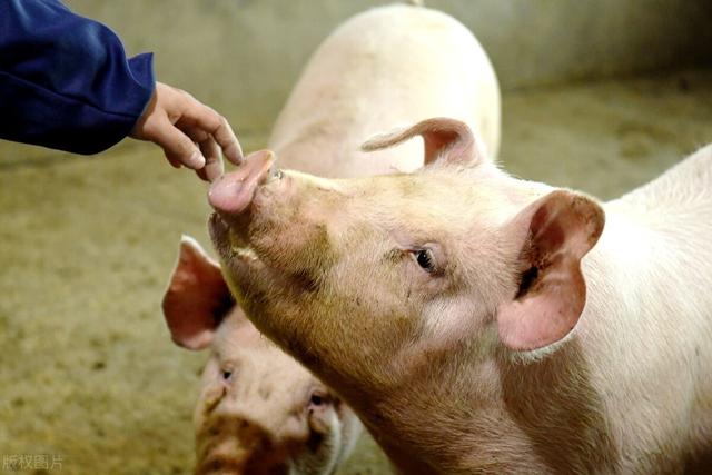 游族董事长林奇被100多种毒药毒死<strong>广东华隧建设股份有限公司</strong>，是什么让嫌疑人如此狠毒？