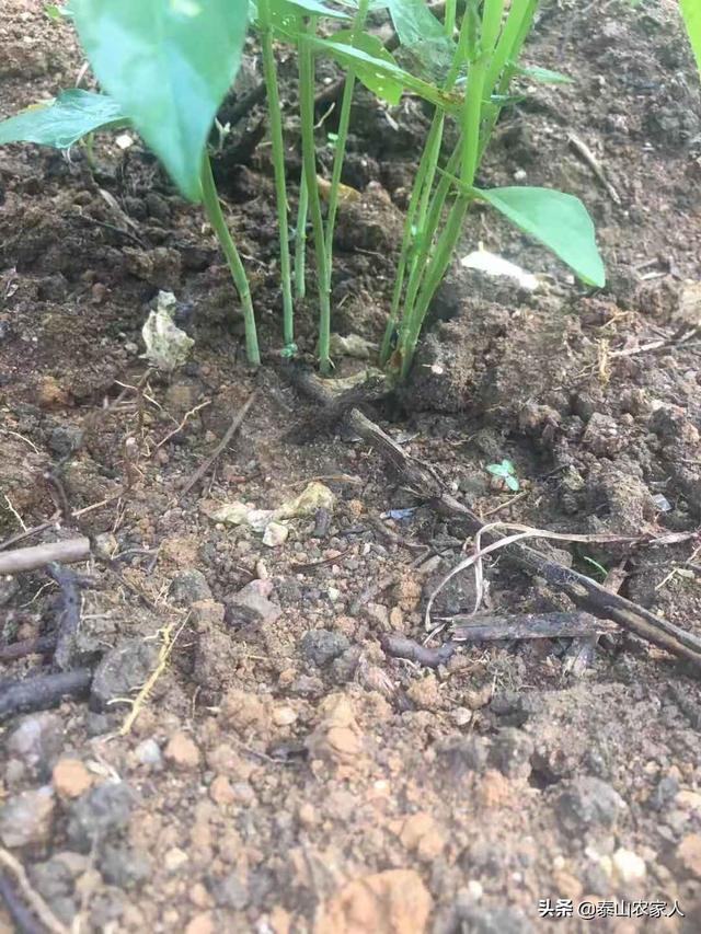 如何解决夏季蔬菜定植后出现的苗弱、徒长、坐果难等问题<strong>共旺</strong>？