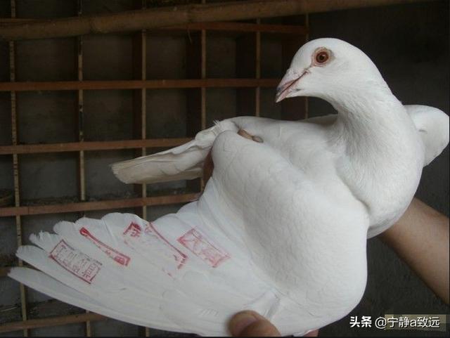白色信鸽哪个品种最好<strong>松辉传播</strong>？