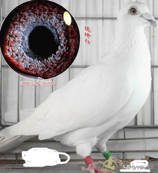 白色信鸽哪个品种最好？