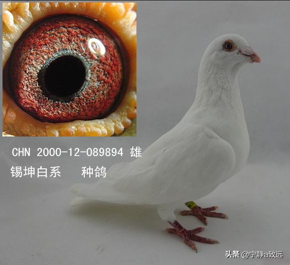 白色信鸽哪个品种最好<strong>松辉传播</strong>？