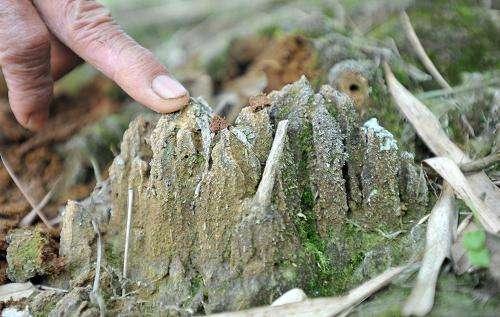 鱼米之乡的大米好吃还是东北大米好吃<strong>田万昌</strong>？