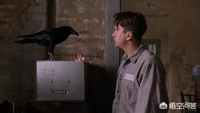 《肖申克的救赎》主演安迪逃跑的当晚<strong>张安迪</strong>，他是算准了会下雨打雷吗？怎么算的？