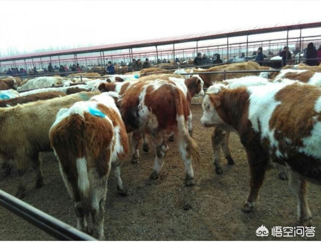 在农村养牛是一种怎样的体验<strong>杭江牛奶公司乳品厂</strong>？多长时间能回本？