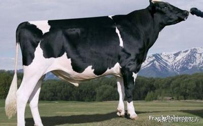 给奶牛打针好学吗<strong>杭江牛奶公司乳品厂</strong>？