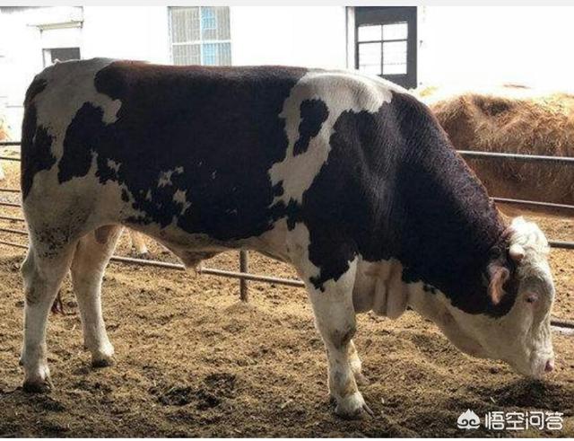 在农村养牛是一种怎样的体验<strong>杭江牛奶公司乳品厂</strong>？多长时间能回本？