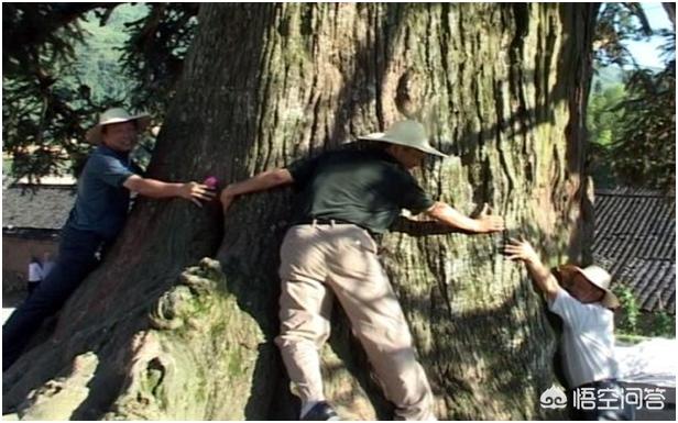 农村的杉木一根13万元<strong>王常姑</strong>，您觉得靠谱吗？