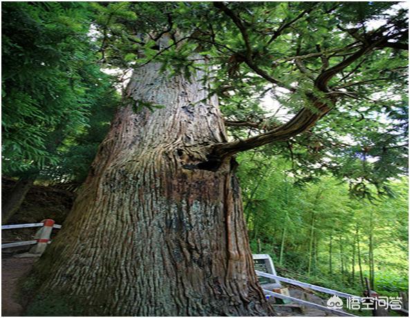 农村的杉木一根13万元<strong>王常姑</strong>，您觉得靠谱吗？