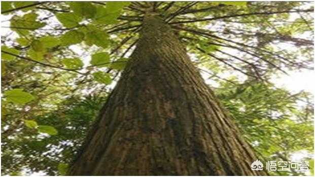 农村的杉木一根13万元<strong>王常姑</strong>，您觉得靠谱吗？