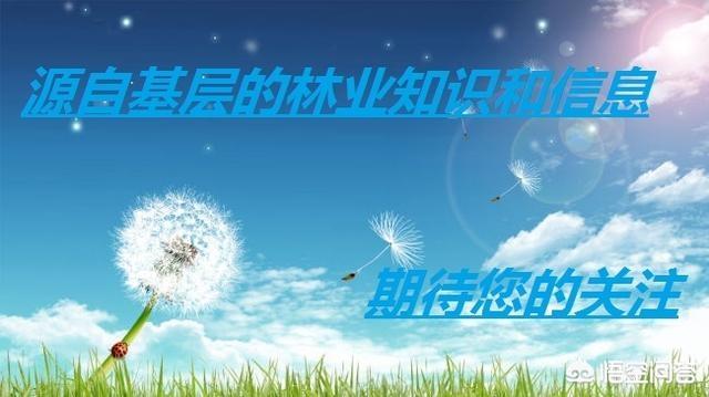 农村的杉木一根13万元<strong>王常姑</strong>，您觉得靠谱吗？