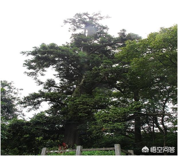 农村的杉木一根13万元<strong>王常姑</strong>，您觉得靠谱吗？