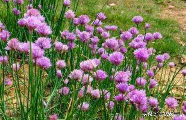 山葱适合在哪里种植<strong>六盘山热电厂</strong>？