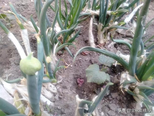 山葱适合在哪里种植<strong>六盘山热电厂</strong>？