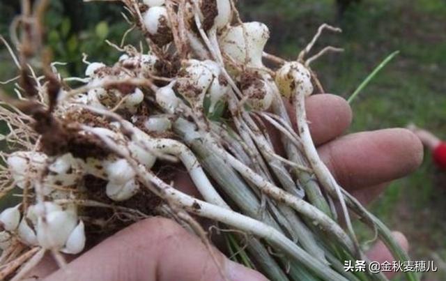 山葱适合在哪里种植<strong>六盘山热电厂</strong>？