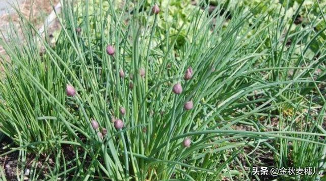 山葱适合在哪里种植<strong>六盘山热电厂</strong>？