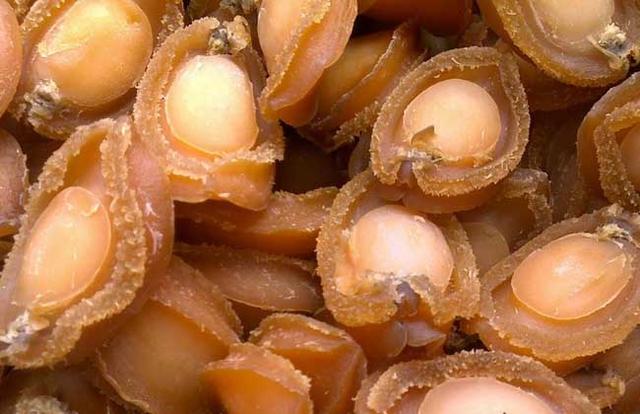 鲍鱼都有哪些品种<strong>吉品易购</strong>？