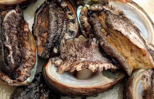 鲍鱼都有哪些品种<strong>吉品易购</strong>？