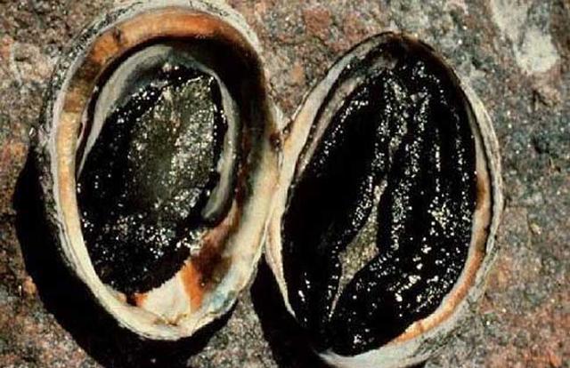 鲍鱼都有哪些品种<strong>吉品易购</strong>？