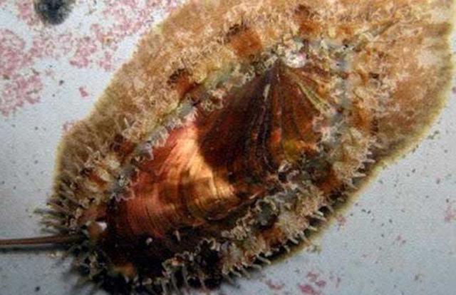 鲍鱼都有哪些品种<strong>吉品易购</strong>？