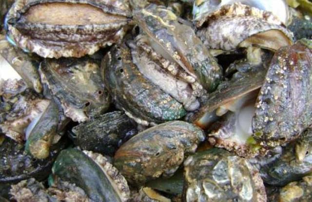 鲍鱼都有哪些品种<strong>吉品易购</strong>？