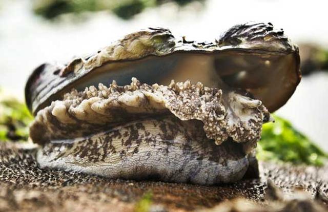 鲍鱼都有哪些品种<strong>吉品易购</strong>？