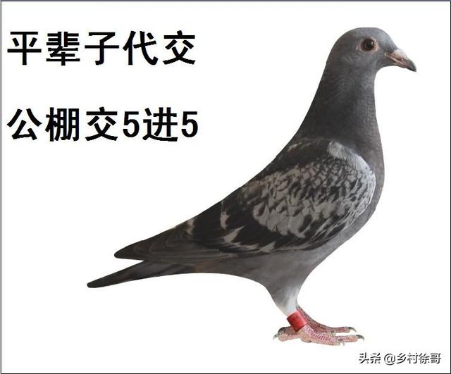 军鸽一只多少钱报价<strong></p>
<p>钱宏祥</strong>?