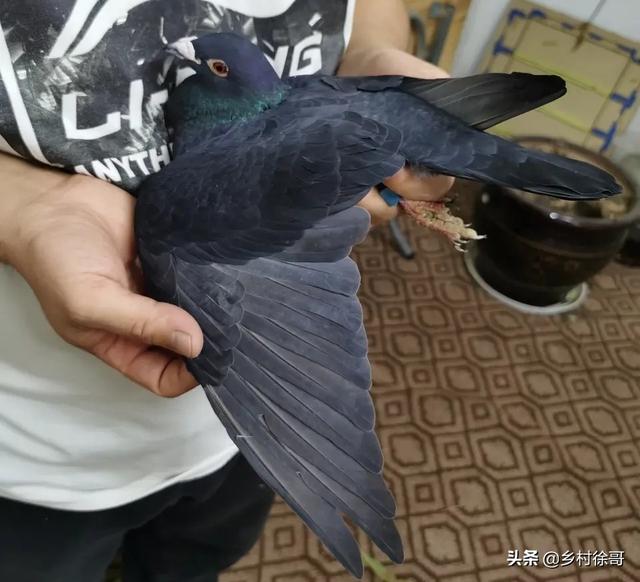 军鸽一只多少钱报价<strong></p>
<p>钱宏祥</strong>?