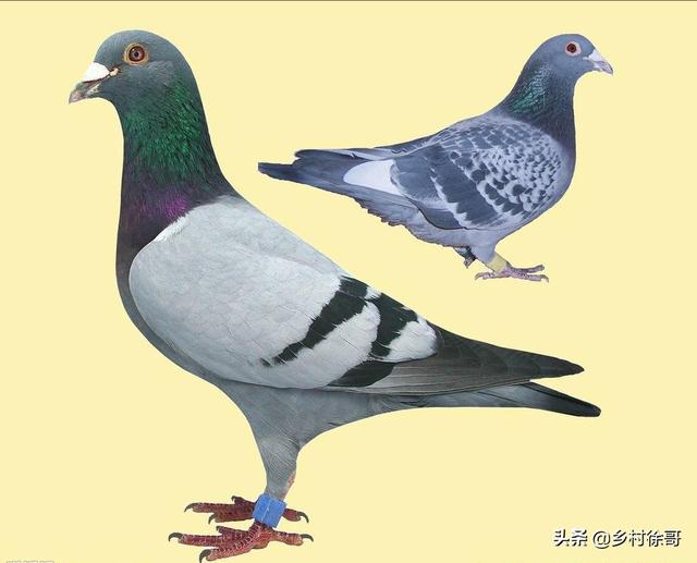 军鸽一只多少钱报价<strong></p>
<p>钱宏祥</strong>?