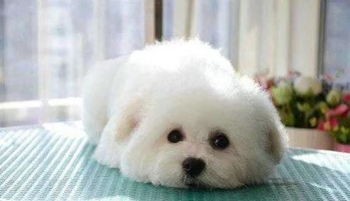 英特威四联跟六联一起打可以吗<strong></p>
<p>英特威</strong>？要注意什么？