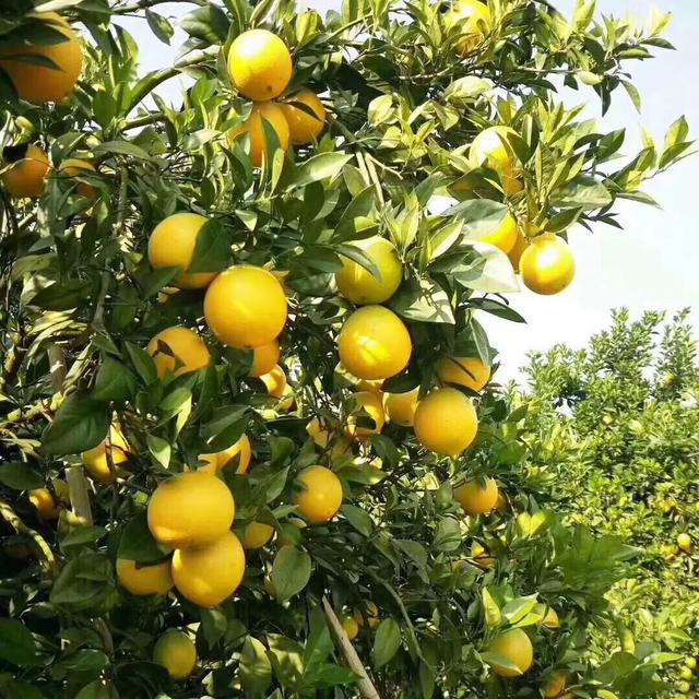 赣南脐橙节的由来是什么<strong></p>
<p>赣南果业</strong>？