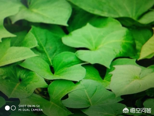 如何判断红薯发生了旺长现象<strong></p>
<p>共旺</strong>？