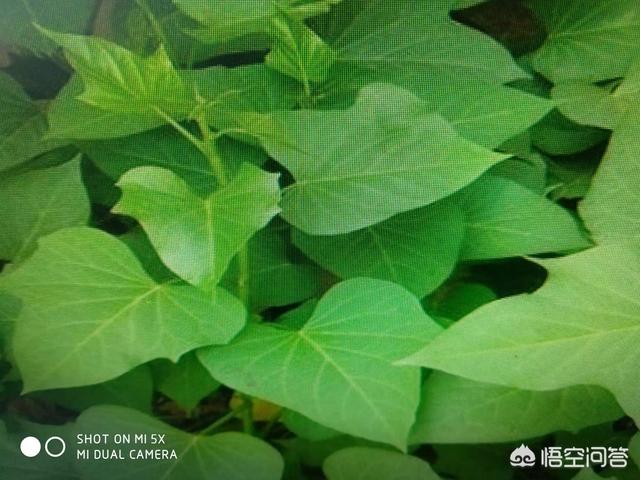 如何判断红薯发生了旺长现象<strong></p>
<p>共旺</strong>？