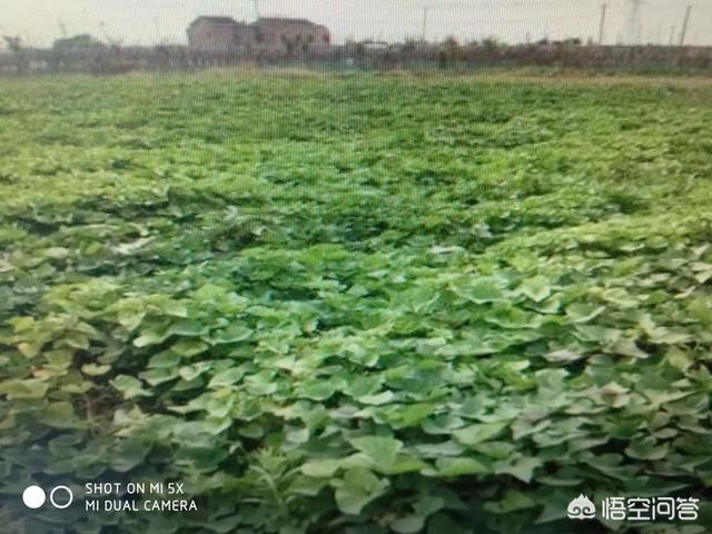 如何判断红薯发生了旺长现象<strong></p>
<p>共旺</strong>？