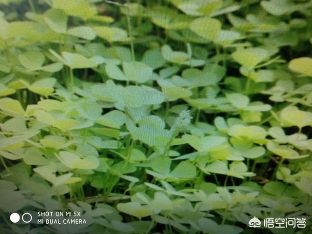 如何判断红薯发生了旺长现象<strong></p>
<p>共旺</strong>？