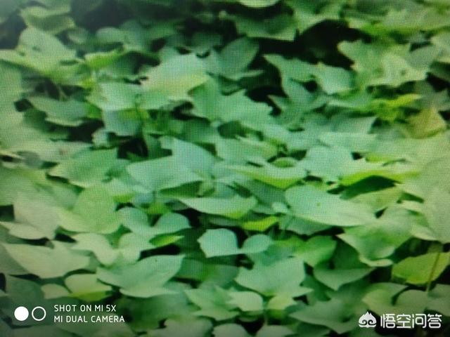 如何判断红薯发生了旺长现象<strong></p>
<p>共旺</strong>？